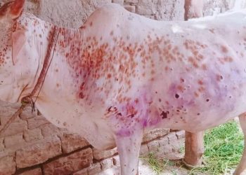 लम्पी स्किन तीनै तहले जिम्मेवारी नठान्दा लियो महामारीको रूप