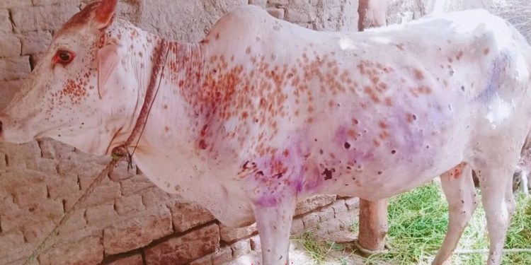 लम्पी स्किन तीनै तहले जिम्मेवारी नठान्दा लियो महामारीको रूप