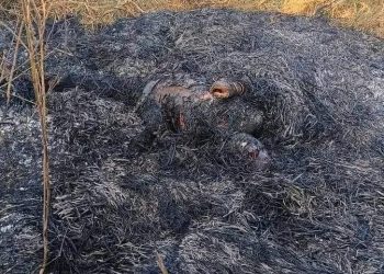 सिरहाको धनगढीमाई नगरपालिका ६ स्थित गागन खोलामा हत्या गरेर जलाए